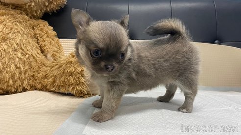 成約済の兵庫県のチワワ(ロングコート)-343438の5枚目